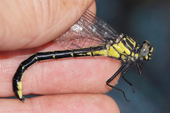 Stenogomphurus rogersi