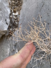 Eriogonum heermannii