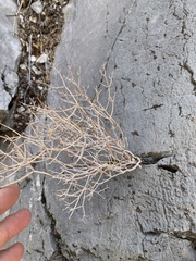 Eriogonum heermannii