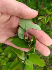Amelanchier nantucketensis