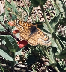 Euphydryas anicia