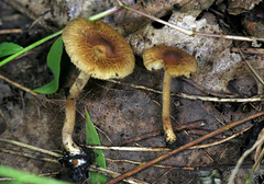 Inocybe ventricosa