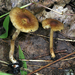 Inocybe ventricosa - Photo (c) Jacob Kalichman, some rights reserved (CC BY-NC), uploaded by Jacob Kalichman