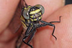 Stenogomphurus rogersi