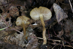 Inocybe ventricosa