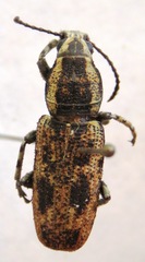 Ptychoderes bivittatus