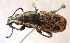 Ptychoderes bivittatus