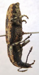 Ptychoderes bivittatus