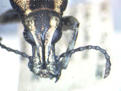 Ptychoderes bivittatus