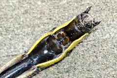 Stenogomphurus rogersi