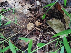 Inocybe ventricosa