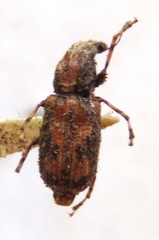 Meconemus infuscatus