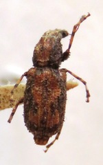 Meconemus infuscatus