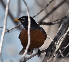 Turdus migratorius