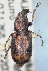 Meconemus infuscatus