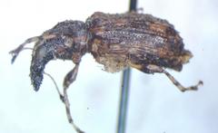 Meconemus infuscatus