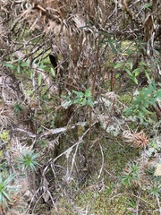 Pimelea drupacea