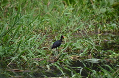 Jacana jacana hypomelaena