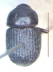 Phloeoborus punctatorugosus