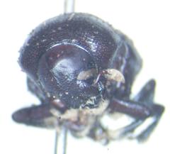 Phloeoborus punctatorugosus