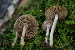 Inocybe cincinnata