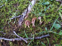 Inocybe cincinnata