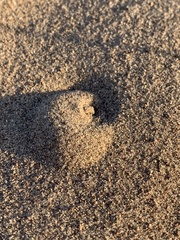 Pseudocotalpa giulianii