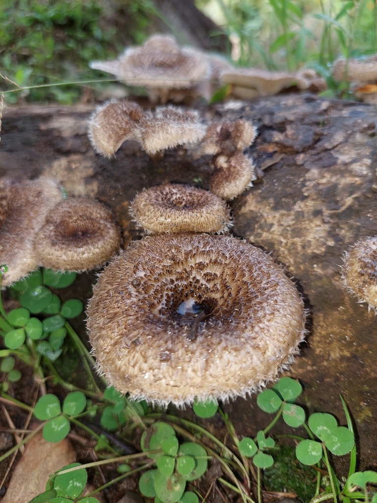 Lentinus crinitus · April 2022 · photo: © danielmesa1 (iNaturalist, cc-by)