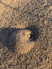 Pseudocotalpa giulianii