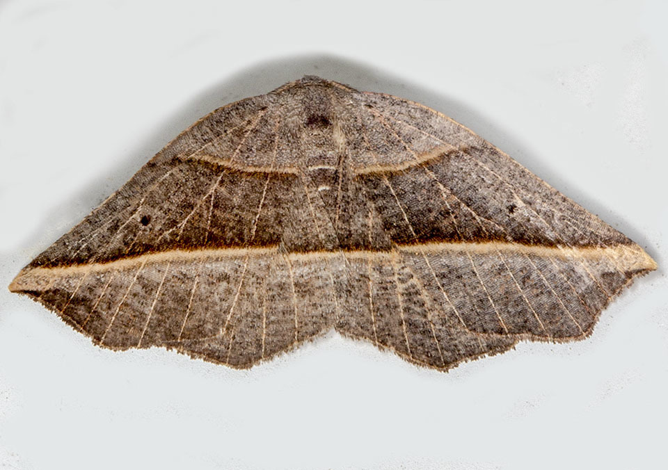 Dark Metanema Moth