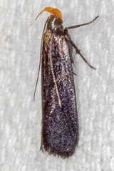 Dichomeris purpureofusca