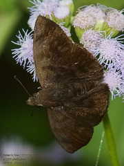 Pellicia arina