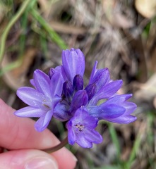 Dichelostemma congestum