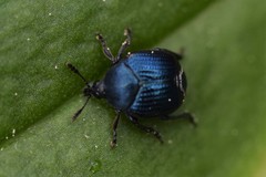 Pterocolus ovatus