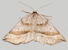 Metarranthis duaria