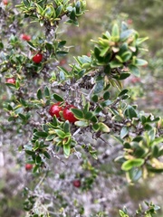 Coprosma nitida