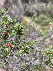 Coprosma nitida