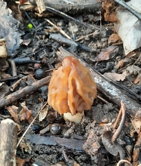 Morchella punctipes