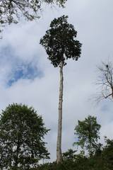 Magnolia dixonii