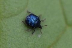 Pterocolus ovatus