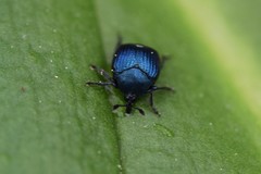 Pterocolus ovatus