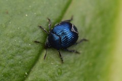 Pterocolus ovatus