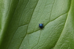 Pterocolus ovatus