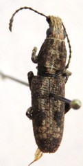 Ptychoderes nebulosus