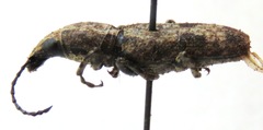 Ptychoderes nebulosus