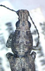 Ptychoderes nebulosus