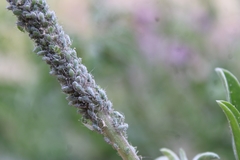 Macrosiphum albifrons