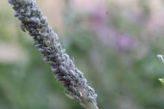 Macrosiphum albifrons