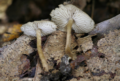 Biannulariaceae