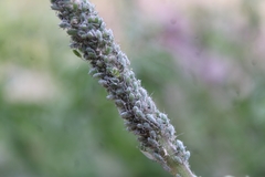 Macrosiphum albifrons